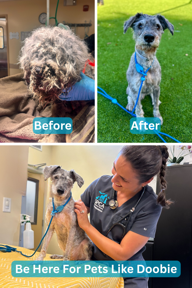 Be Here For Pets Like Doobie