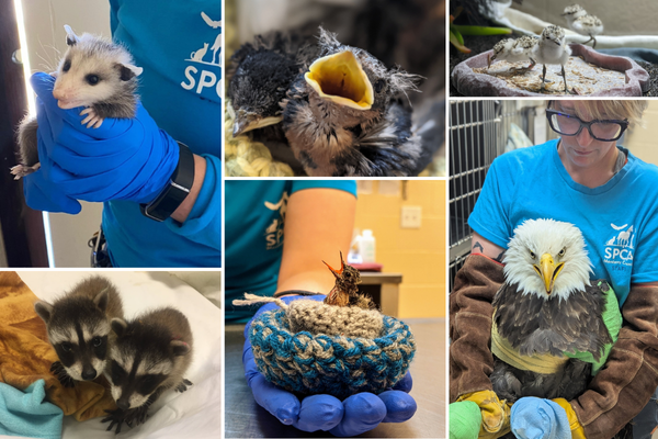 Wildlife Donation Form Collage