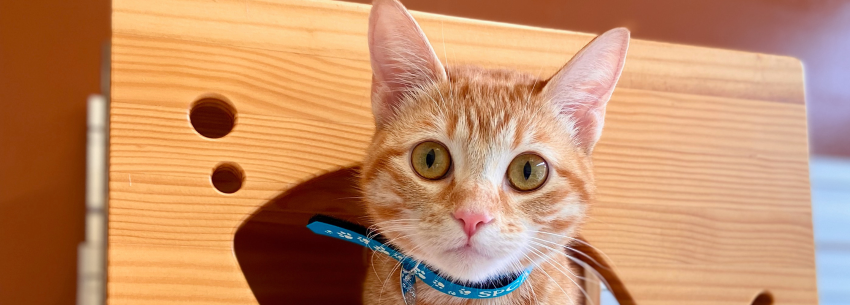 2022 Wag n' Walk Home Slide