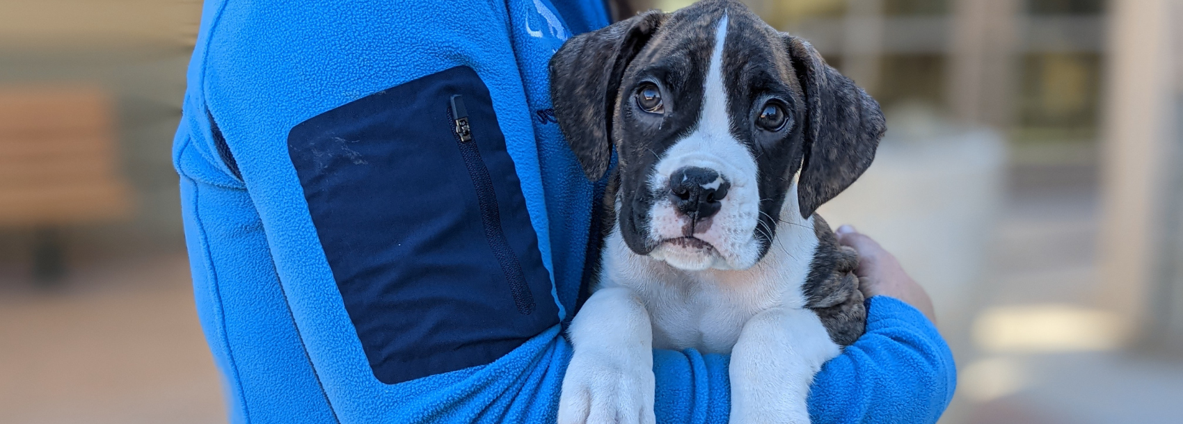 2022 Wag n' Walk Home Slide