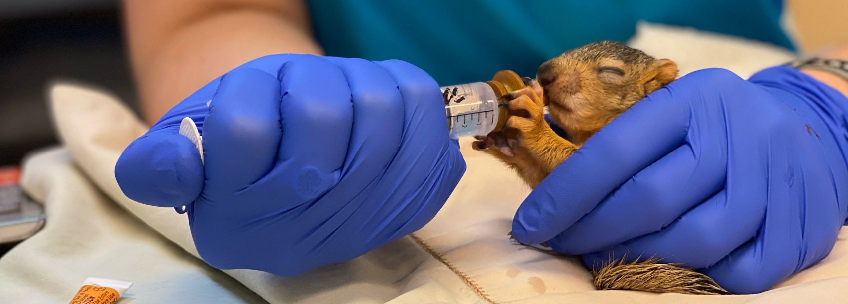 2022 Wag n' Walk Home Slide