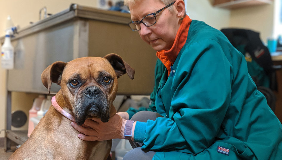 Help Animals in Need