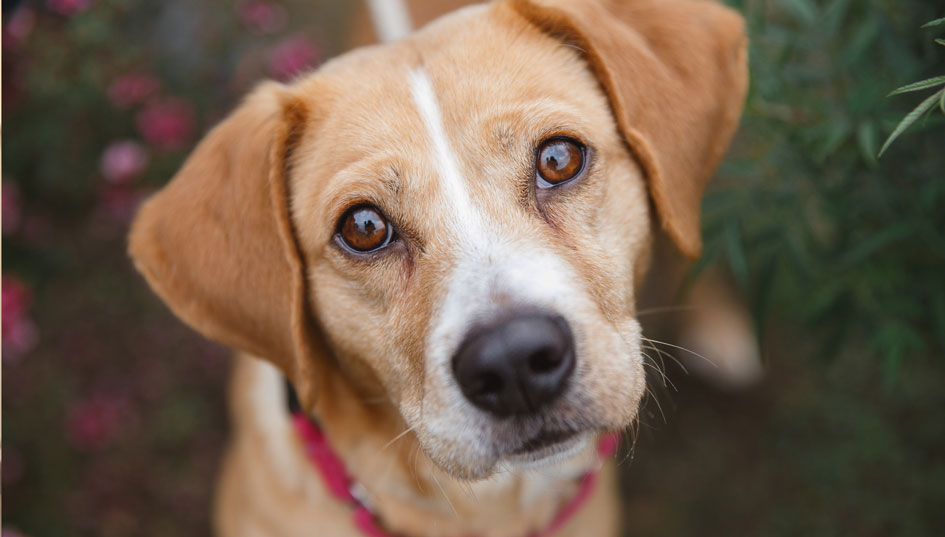 Help Animals in Need