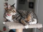 Click here for more information about 2027 Calendar of Superstar Pets