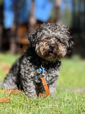 Waffle says "please help pets like me"!