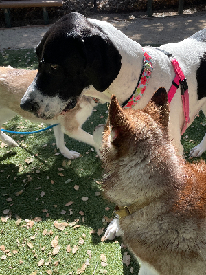 Faith helping shelter dogs