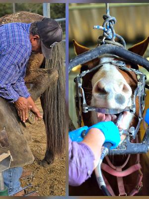 Some horses arrive to us not having received farrier or vet care in a very long while. Your donation helps keep our horses (and other animals) up to date on maintenance care and vaccines year round!