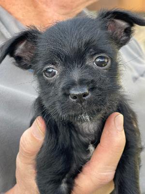 Sierra, one of our foster puppies.