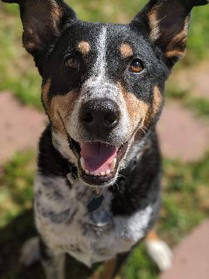 Fundraising in memory of our sweet Brodie Bear