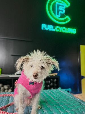 $14 donation to ride at Fuel!  Help Phoebe and Dawn raise $$ for the animals!