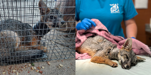 Native Gray Fox with corrugated pipe and after removal