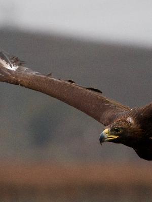 Golden Eagle!