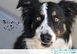 Thinking of You (dog)