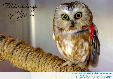 Thinking of You (owl)