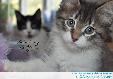 Thinking of You (kittens)
