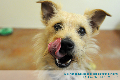 Tribute Card (happy dog) 