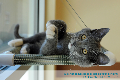 Tribute Card (Cat) 