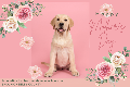 Mother's Day Puppy (Pink)