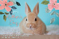 Mother's Day Bunny